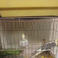 دوجفت عروس هلندی نرو ماده