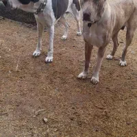 واگذاری ماده درجه یک|سگ|کاشمر, |دیوار