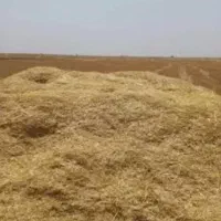 کاه کیلویی ۱۶ ۵ماهه کلش۱۵ فروشنده تماس