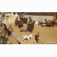15راس بز زایده|حیوانات مزرعه|کرمانشاه, |دیوار