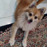 سگ گم شده|حیوانات|گرگان, |دیوار