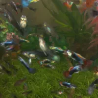 ماهی گوپی شکم پور