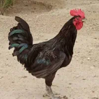خروس گلپایگانی مشکی و رنگی