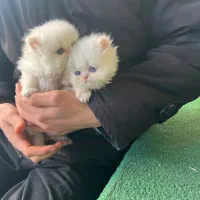 گربه پرشین|گربه|شیراز, آزادی|دیوار