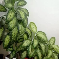 گل دیفن باخیا