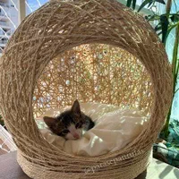 جای خواب پت|لوازم جانبی حیوانات|شیراز, شهرک گلستان|دیوار