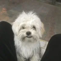 گمشده سگ شیتزو