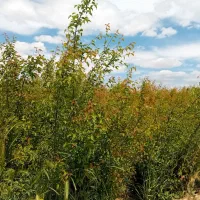 نیاز به پیوند