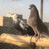 کفترای دهنجور بعدازظهری|پرنده|تهران, بهارستان|دیوار