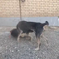 سگ پژدر|سگ|تویسرکان, |دیوار