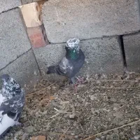 کفتر و مرغ کهنوج