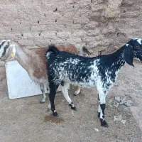 بز ابستن جمل زا|حیوانات مزرعه|رفسنجان, |دیوار