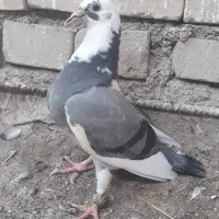 جوجه پلاکی هیچ پر