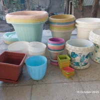 گلدون|گل و گیاه طبیعی|شیروان (خراسان), |دیوار