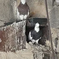 طوقی|پرنده|میمند, |دیوار