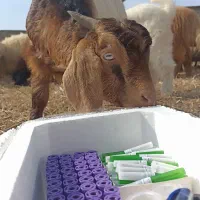 ونوجکت، سرسوزن و تجهیزات خونگیری و آزمایشگاهی