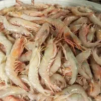 سفارش ماهی و میگو هندیجان می پذیرم