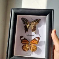 تابلو پروانه زیبا