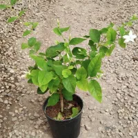 یاس رازقی فقط۲۸ت|گل و گیاه طبیعی|اصفهان, زاجان|دیوار