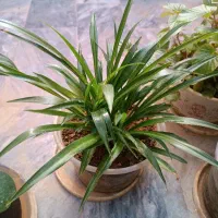 گل های طبیعی|گل و گیاه طبیعی|نورآباد, |دیوار