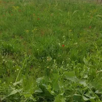 زمین کشاورزی لنج آباد