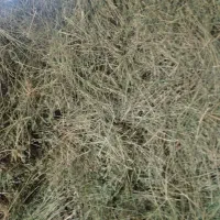 یونجه|خدمات باغبانی و درختکاری|بیرجند, |دیوار