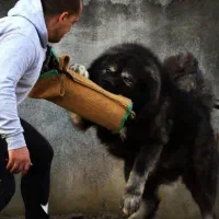 توله قفقازی