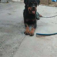 سگ روتوایلر..ماده