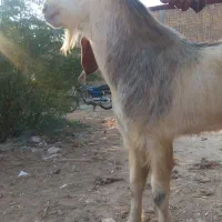 بز نر برای قصابی و برای داشتن|حیوانات مزرعه|شادگان, |دیوار