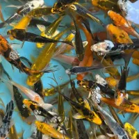 انواع گلدفیش کوی زینتی گرید A|ماهی|تهران, شهرک دانشگاه شریف|دیوار