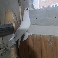 باسلام