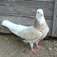 کبوتر شازده|پرنده|ماهنشان, |دیوار