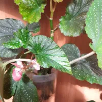 قلمه بگونیا