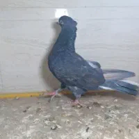 کفتر رنگه|پرنده|قائن, |دیوار