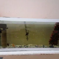 آکواریوم شیشه خم با لوازم