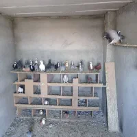 یک لانه کفتر فروشی .