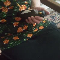 مرغ مینا ،اجتماعی،حرف زن،باهوش،بامزه