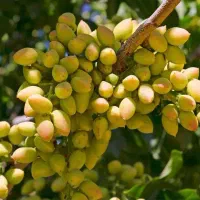نهالی فروشیم|حراج|میاندوآب, |دیوار