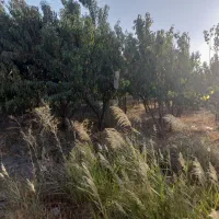 زمین باغی،۷۰۰متر،سند تک برگ،شهریار،دهشادبالا