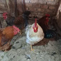خروس درجه ۱|حیوانات مزرعه|هشتگرد, شهرک وحدت|دیوار