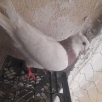 کبوتر