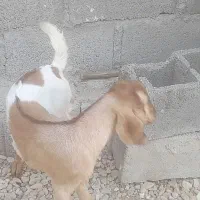 کهره ماده چاق چاق و تپل|حیوانات مزرعه|بندر کنگان, |دیوار