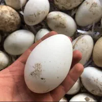 تخم نطفه دار بوقلمون برنز|حیوانات مزرعه|تهران, صادقیه|دیوار