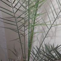 گلهای زیبا گلخونه ای نیستند|گل و گیاه طبیعی|ملارد, |دیوار