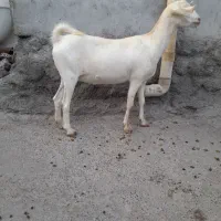 کهره سالم سرحال