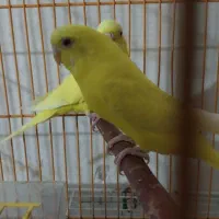 جفت مرغ عشق