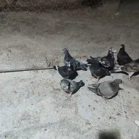 بیست تا سینه سفید