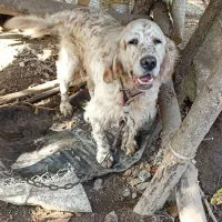 واگذاری سگ سیتر ماده ۴ ساله مخصوص توله کشی تضمینی