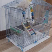 عروس هلندی دستی با قفس و وسیله هاش