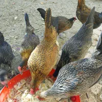 تخم نطفه دار مرغ اصیل لری تک رنگ|حیوانات مزرعه|کرج, اصفهانی‌ها|دیوار